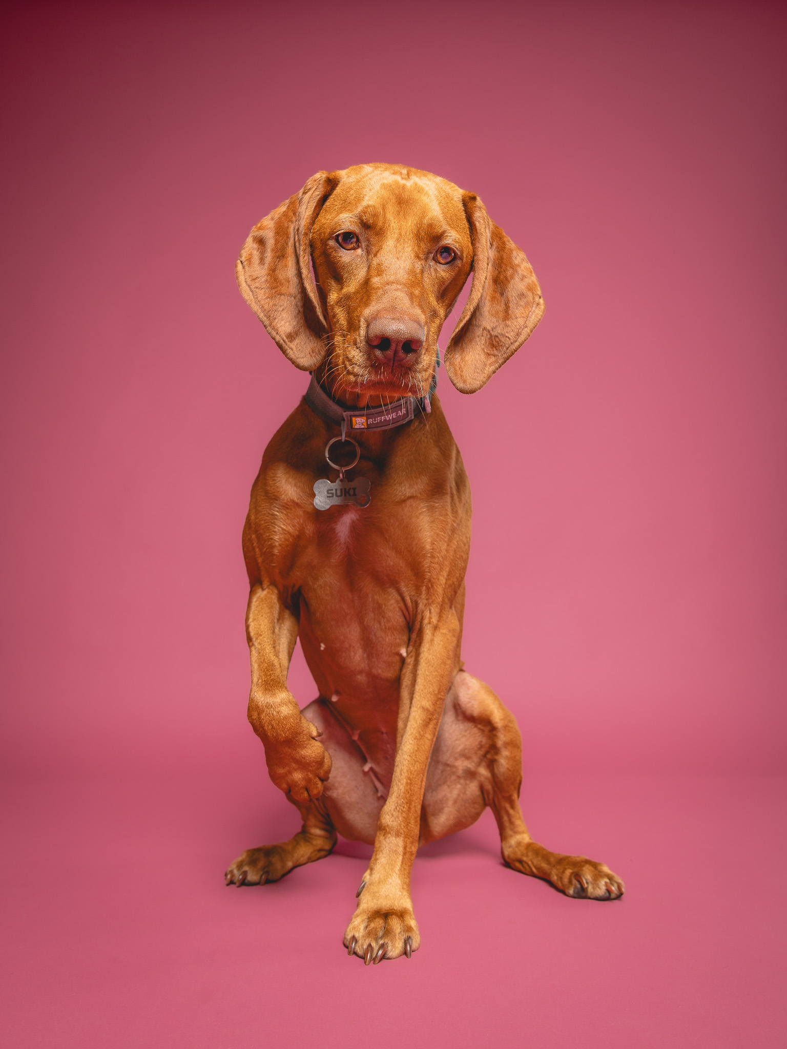 Pet portrait by Paw Paw Portraits