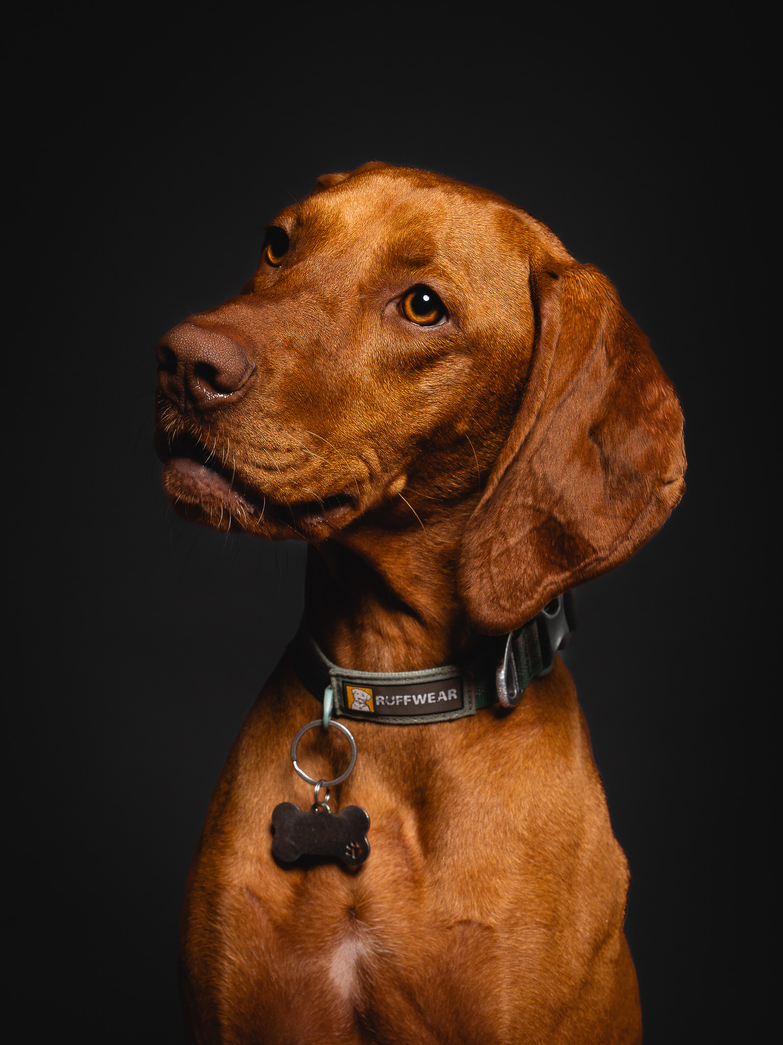 Pet portrait by Paw Paw Portraits
