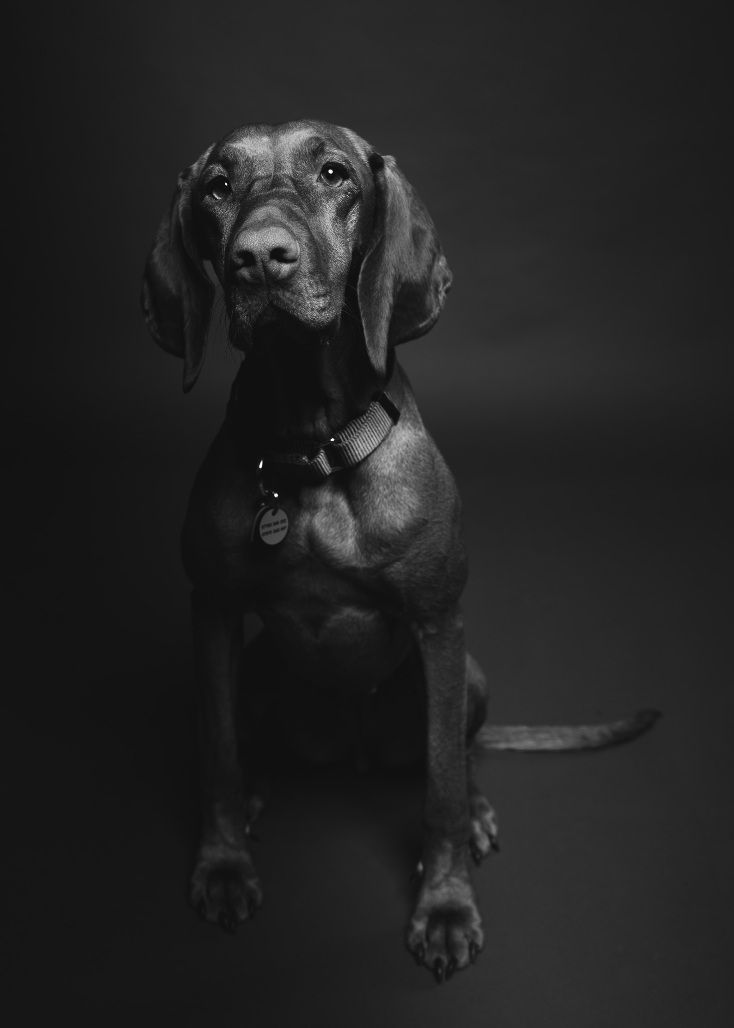 Pet portrait by Paw Paw Portraits