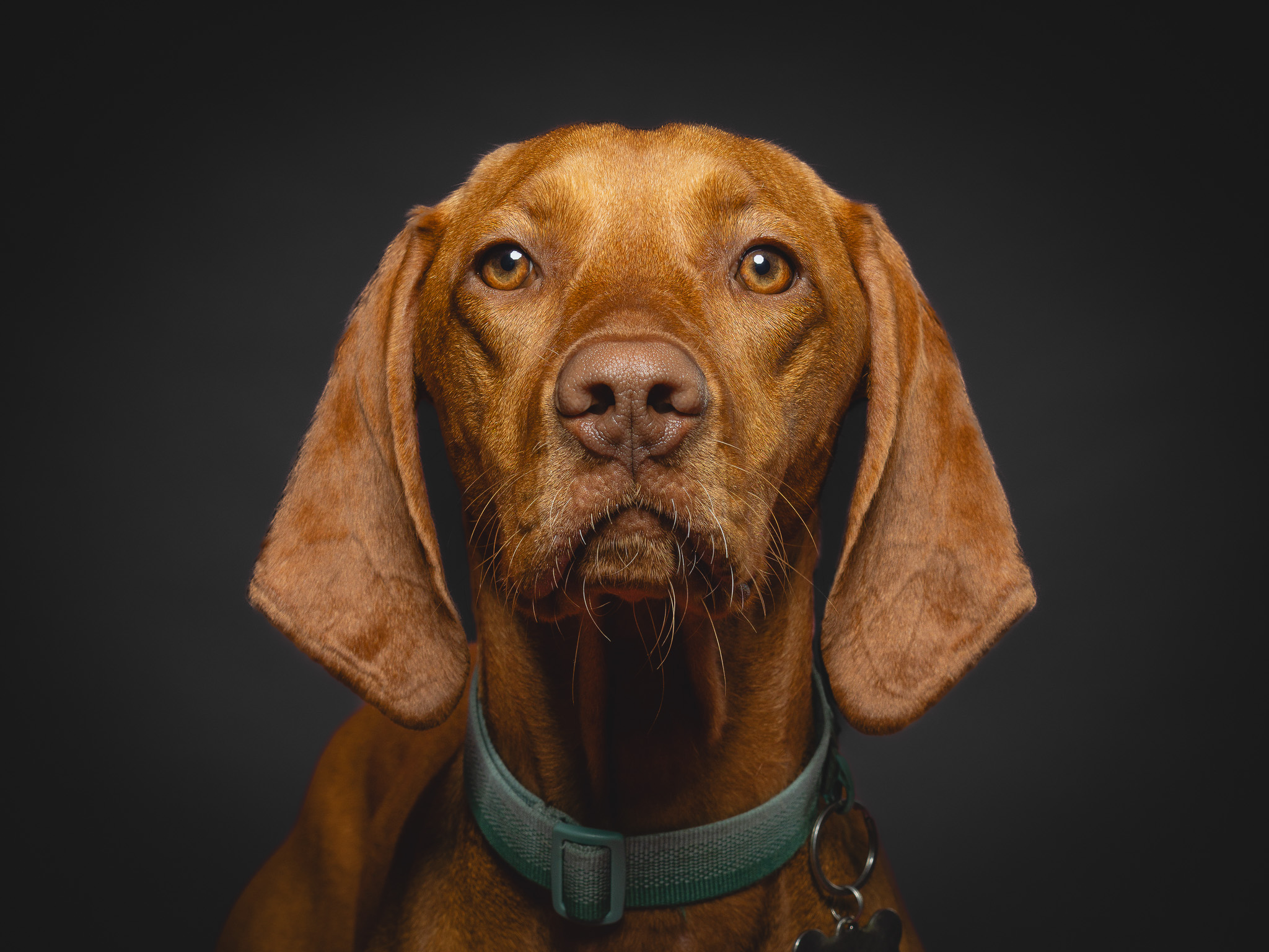 Pet portrait by Paw Paw Portraits