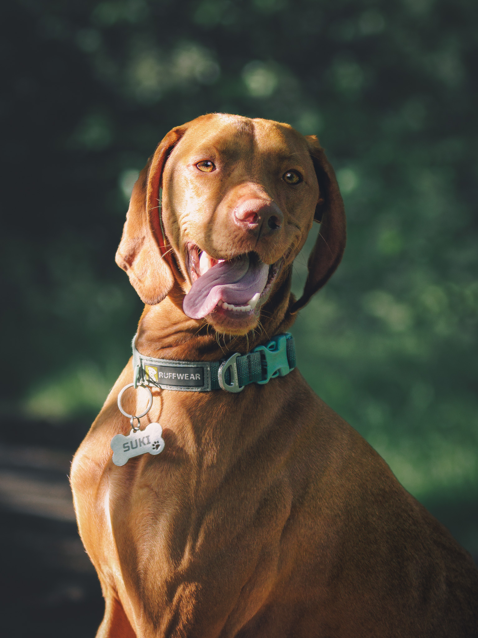 Pet portrait by Paw Paw Portraits
