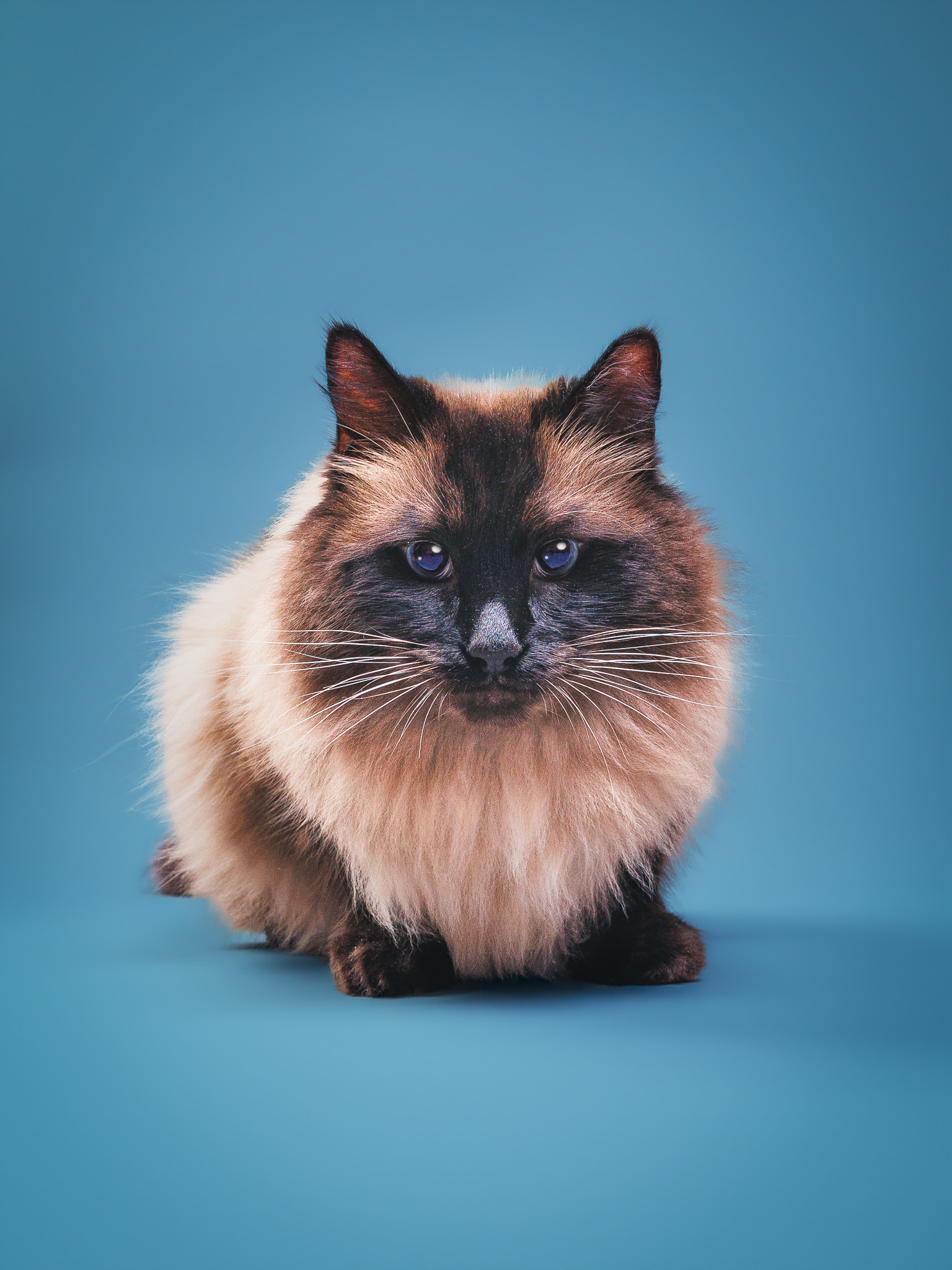 Pet portrait by Paw Paw Portraits