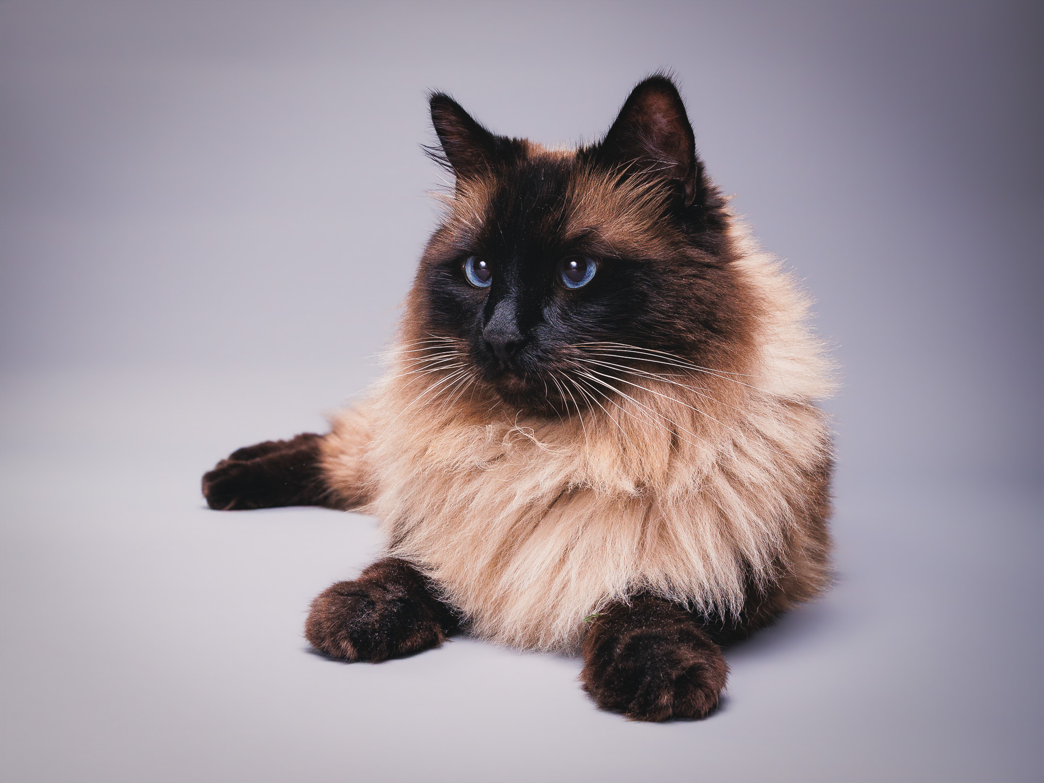 Pet portrait by Paw Paw Portraits