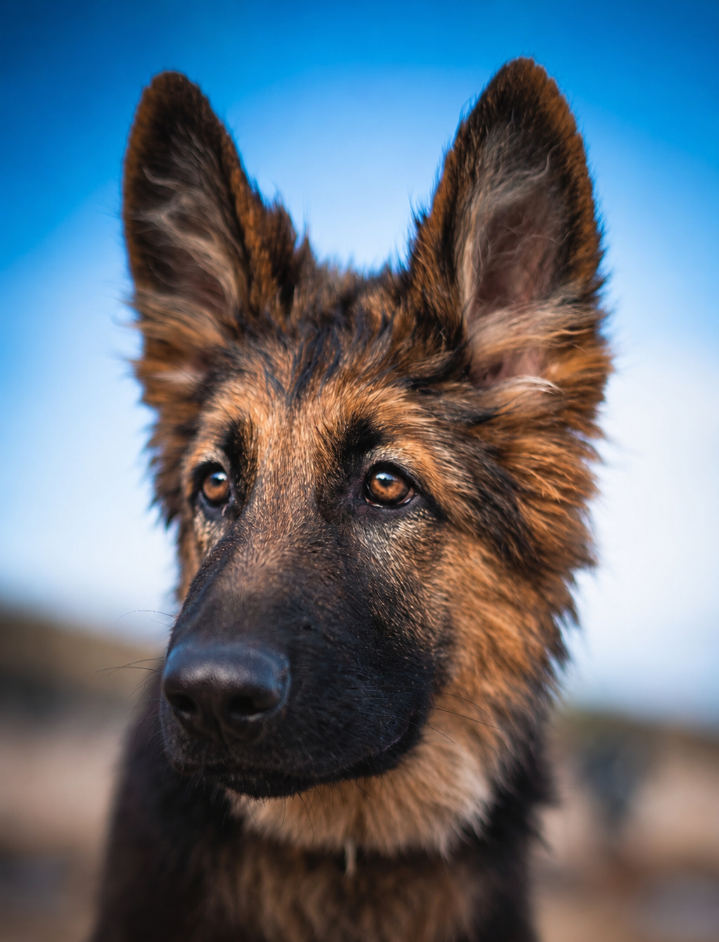 German Shepherd